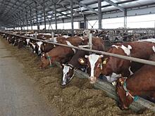 Беловские ребятишки растут на молоке "РАДНЫ"