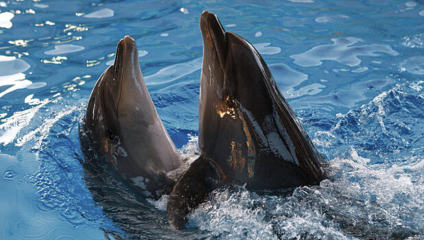 Из Измайловского парка увезут дельфинов