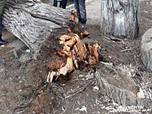 В Омске на игровую площадку в детском саду упало дерево