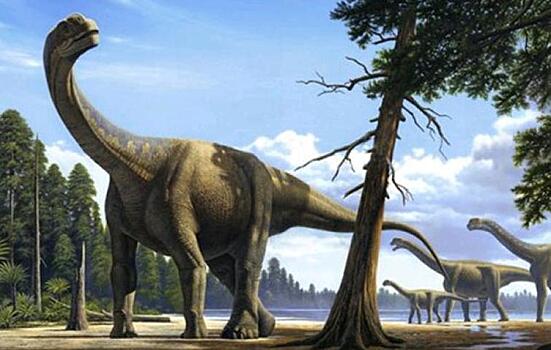 Огромный хвостовой позвонок динозавра нашли в Сибири