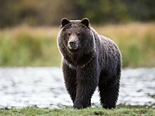 В Ленобласти медведь разгромил пасеку в Волосовском районе