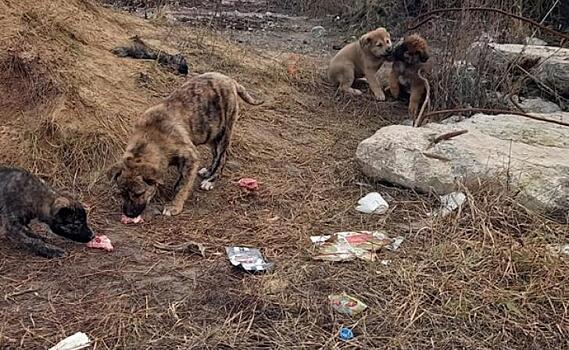 Голодным щенкам со стройки на Дериглазова нужна помощь неравнодушных