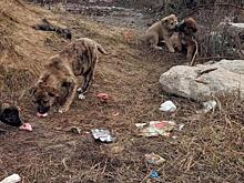 Голодным щенкам со стройки на Дериглазова нужна помощь неравнодушных