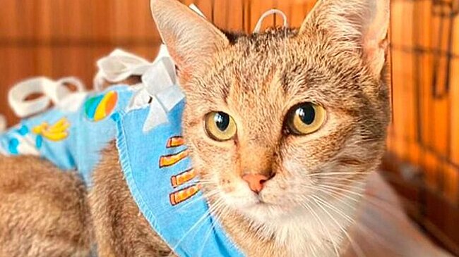 Более 260 миллионов рублей собрали НКО через благотворительный сервис на mos.ru