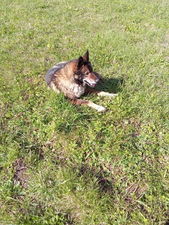 В Кирово-Чепецке полицейский пристрелил агрессивную собаку
