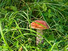 Гриб подосиновик: описание видов с фото, где и когда собирать, рецепты