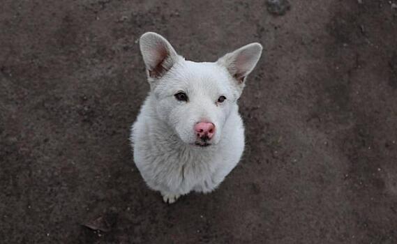 Бездомный пес с позывным Буч охраняет полицейский пост в Курской области