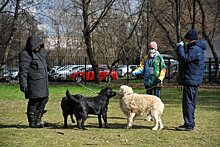 В 2022-2023 годах площадку для выгула собак рядом с приютом планируют благоустроить