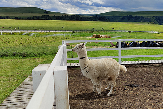 Где погладить альпаку на Кавминводах
