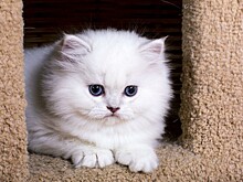 В Кирове запустили сервис "кот на час"