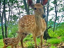 Патрулирование заповедников усилено в Приморье в сезон охоты