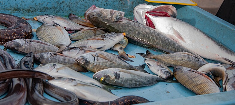 Аналитики фиксируют снижение прибыли в рыбной отрасли