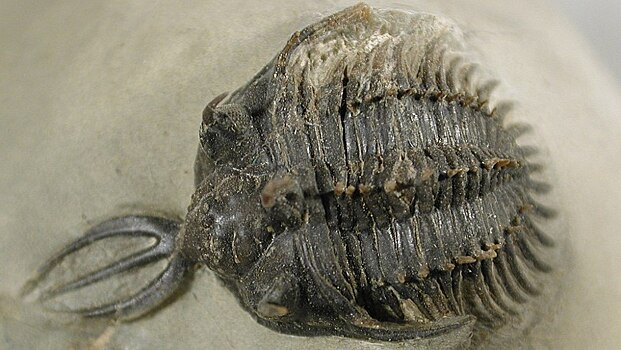 Палеонтологи выяснили, что трилобиты дрались за самку с помощью «трезубцев»