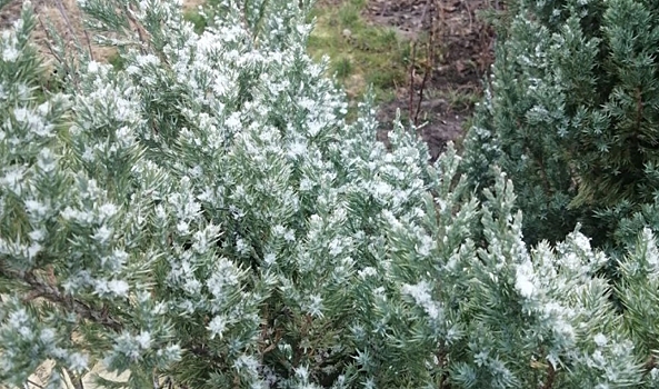 В нескольких районах Волгоградской области выпал первый снег