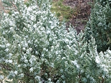 В нескольких районах Волгоградской области выпал первый снег