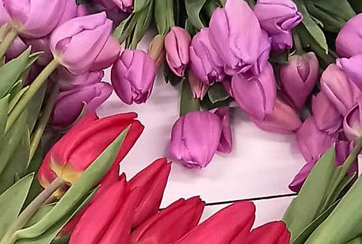 Тепличное хозяйство оренбургского Россельхозцентра к Международному женскому дню подготовило редкие сорта тюльпанов