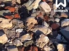 Стало известно, откуда на пляже в Чкаловске появились человеческие кости