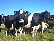 Лейкоз КРС обнаружен в Башкирии