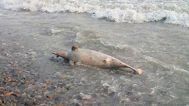 На Черноморском побережье под Краснодаром погибли 167 дельфинов