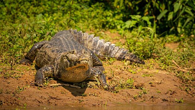 Пожилая американка отбила 80-летнего супруга от атаки аллигатора