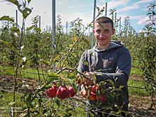 В суперинтенсивном яблоневом саду Крымского федерального университета собирают первый урожай