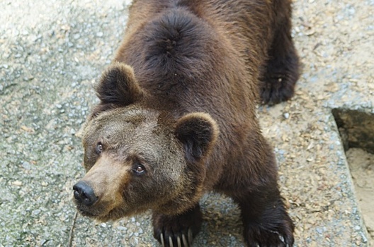 В саранском зоопарке медведь царапнул иностранную туристку, – СМИ