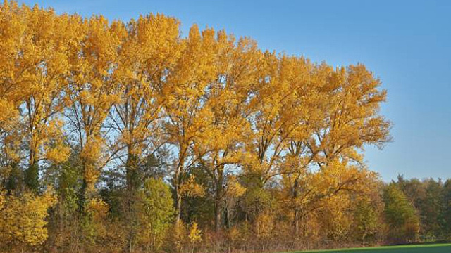 Народные приметы на 5 октября 2023 года: что нельзя делать в Листопадную