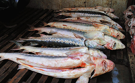 Саратовчанка предстала перед судом за покупку рыбы у браконьеров