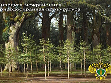 Липецкая прокуратура проверила соблюдение закона в ходе реализации проекта «Сохранение лесов»