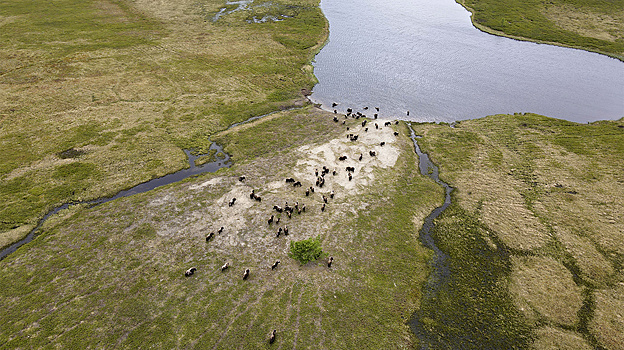 В ямальском парке «Ингилор» у привезенных яков появилось первое потомство
