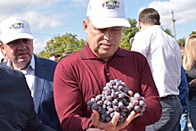 Ростовская область наращивает производство вина и винограда рекордными темпами