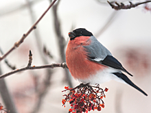 Почему не видно снегирей