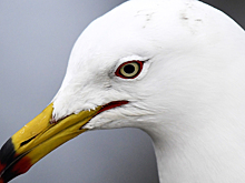 Виновниками ЧП с А321 назвали чаек с мусорного полигона