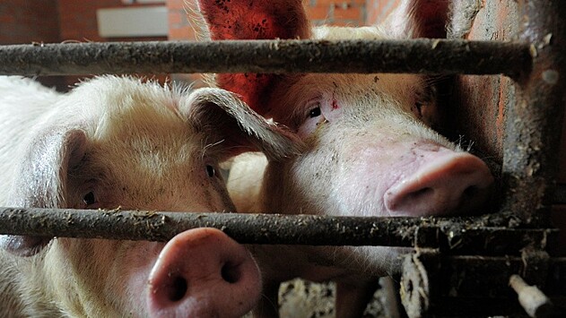 Режим ЧС ввели в российском регионе из-за африканской чумы свиней