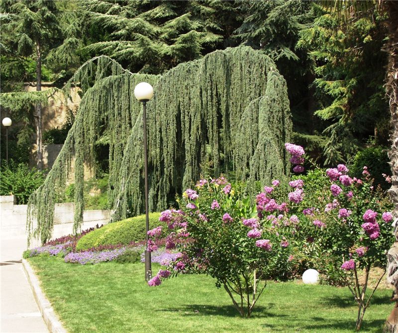Парк курорта Айвазовское, Алушта, Крым, Россия, Европа