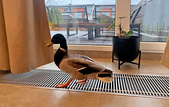 В Москве чудом спасли селезня с простреленной головой