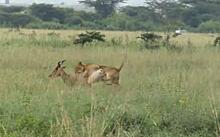 Львица поймала антилопу рядом с мегаполисом в Кении