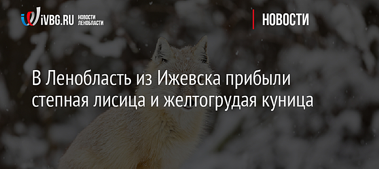 В Ленобласть из Ижевска прибыли степная лисица и желтогрудая куница