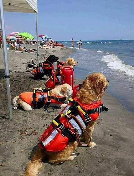 Собаки-спасатели в Хорватии.