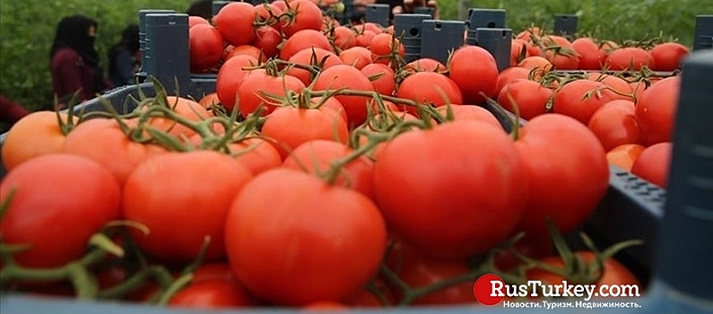 Россия  увеличит квоту на ввоз томатов из Турции