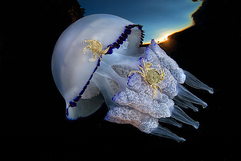 Крабы катаются на медузе в Неаполитанском заливе