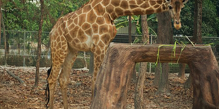 Старейший в зоопарках Европы жираф Лизонька умерла в Ростове-на-Дону