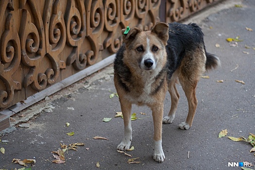 Парень и девушка на Бору травят собак
