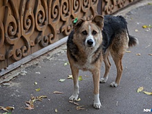 Парень и девушка на Бору травят собак