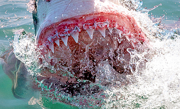 Как из фильма ужасов: на Тайване поймали редкую акулу