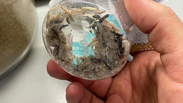 В Ростовской области в 2022 году расширят биозащиту полей применением энтомофагов