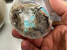 В Ростовской области в 2022 году расширят биозащиту полей применением энтомофагов