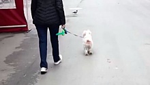 В Барселоне начали «арендовать» чужих собак ради прогулок во время карантина