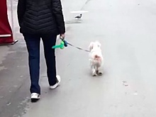 В Барселоне начали «арендовать» чужих собак ради прогулок во время карантина