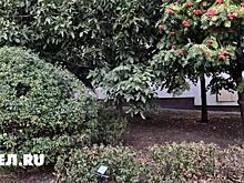 В Белгороде гусеницы-кусты обрезали небрежнее, чем в прошлом году